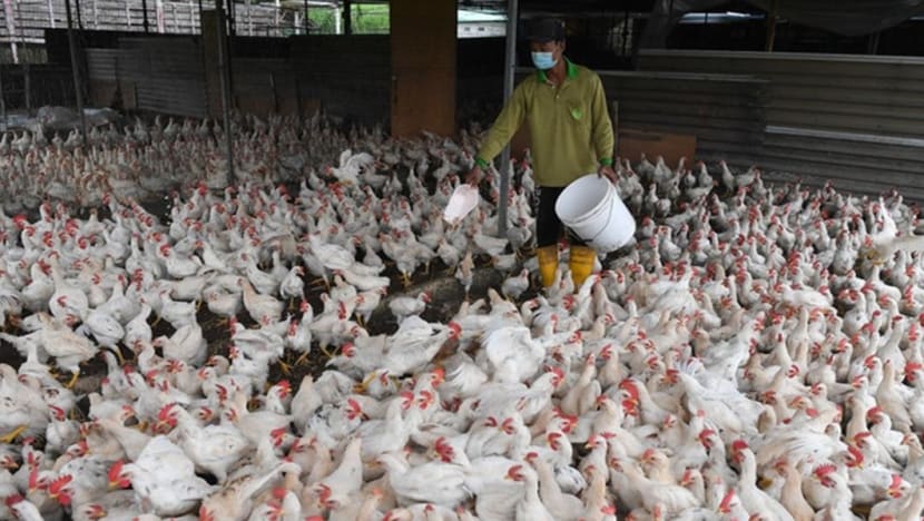 Malaysia cấm xuất khẩu gà